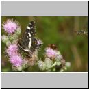 Araschnia levana - Landkaertchen Sommerform 04 mit Dickkopffliegen.jpg